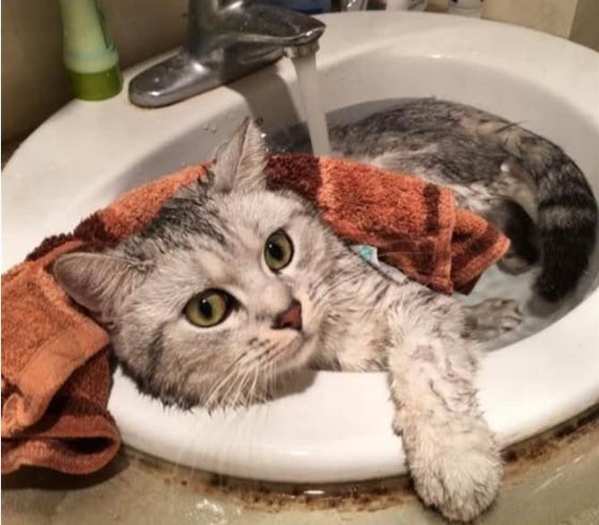 猫咪洗完澡多久可以驱虫