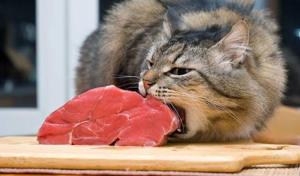 猫咪吃生牛肉的优缺点