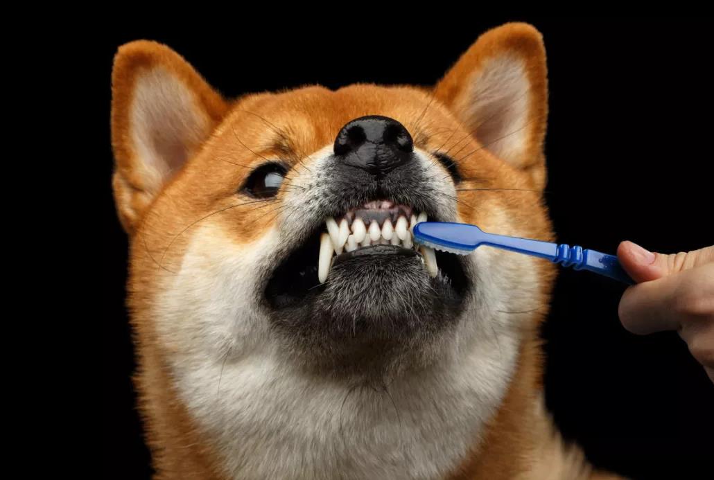 小型犬需要刷牙吗