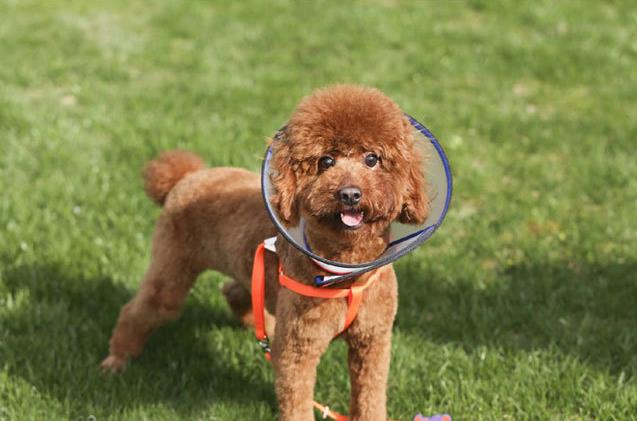 狗狗绝育手术最疼的时间