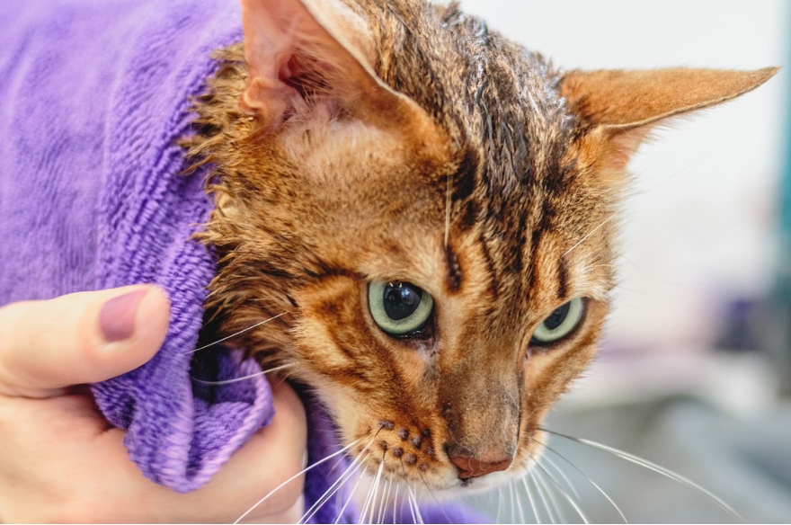 给猫咪洗澡有什么好处呢？