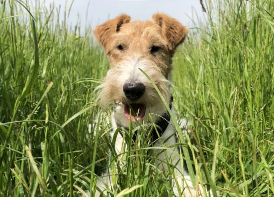 狗狗耳朵里流黄水发臭用什