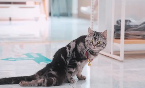 猫咪打嗝一抽一抽的怎么回