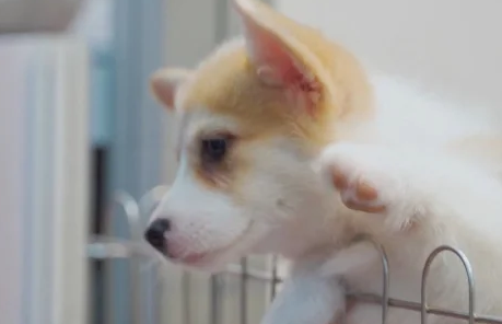 狗狗掉毛皮肤发红发痒用什