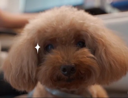 狗狗毛囊炎复发如何治疗？