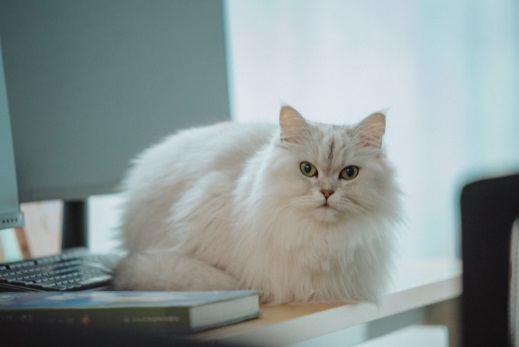 猫咪眼睛红肿流眼泪怎么办