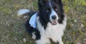 狗狗大便末端带血，怎么办？