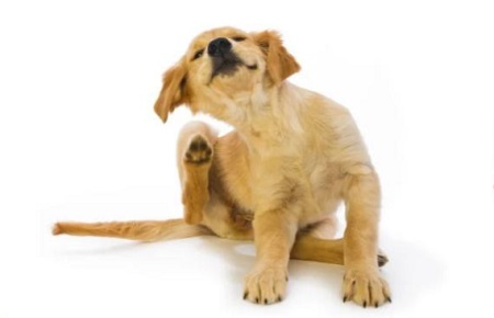 怎么给狗狗体外驱虫？宠物问