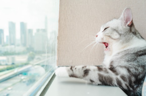 猫感冒会呕吐吗？宠物问诊在