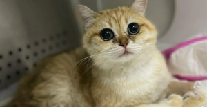 猫咪眼睛红肿有分泌物用什