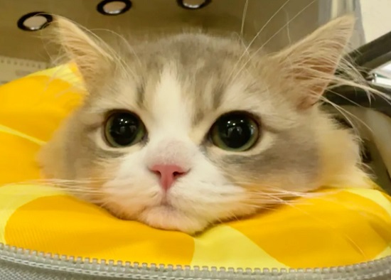 猫的眼睛一只蓝一只黄是什