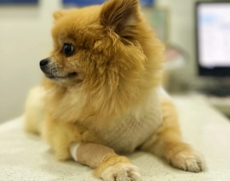 狗狗肚子里有虫子的反应是