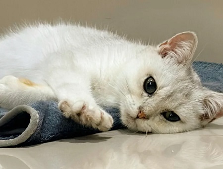 幼猫没驱虫可以睡床上吗？