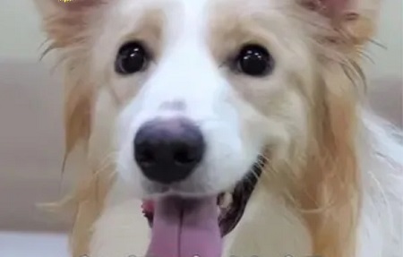 狗狗乳腺炎的症状