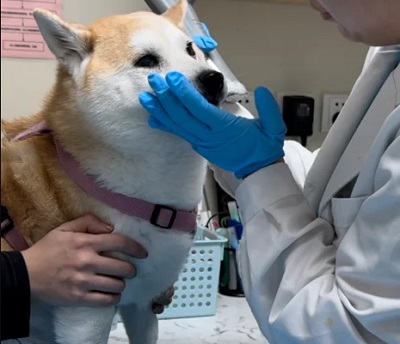 狗狗总是磨屁股是怎么回事