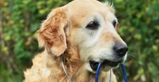 狗狗身上皮肤发黑掉毛怎么