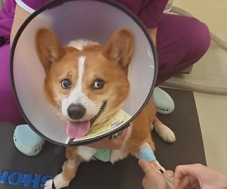 狗狗打完疫苗不吃东西没精