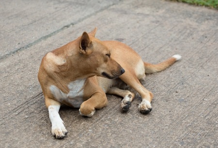 狗吐虫子怎么办？