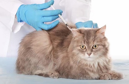 猫咪突然吐猫粮是什么原因