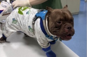 狗狗的疫苗和驱虫可以一起