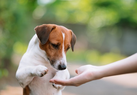 狗狗绝育手术多少钱？