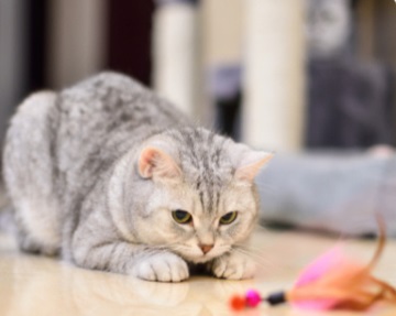  小猫耳螨怎么清理？