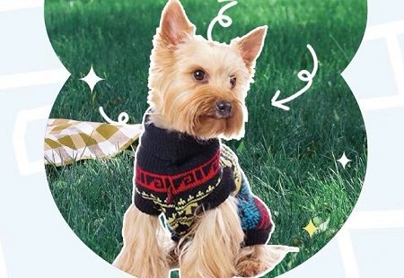 白醋可以杀死狗身上的跳蚤