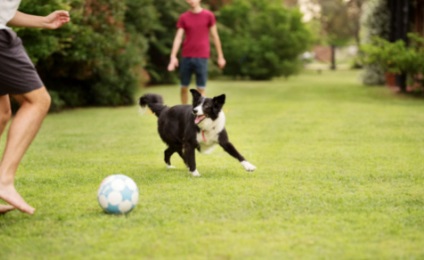 狗狗皮肤发红怎么回事？
