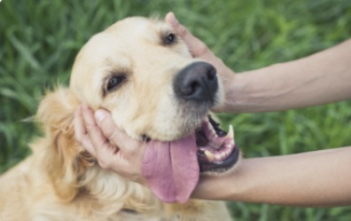 狗狗皮肤变黑是什么病？