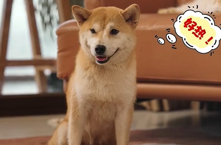 狗阴囊炎是怎么引起的？