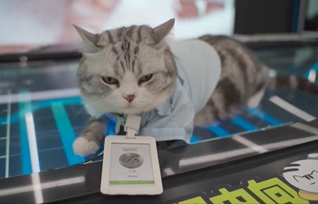 小猫呕吐精神不好怎么办？