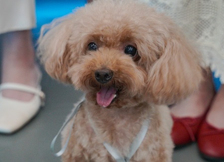 狗狗驱虫多久一次？