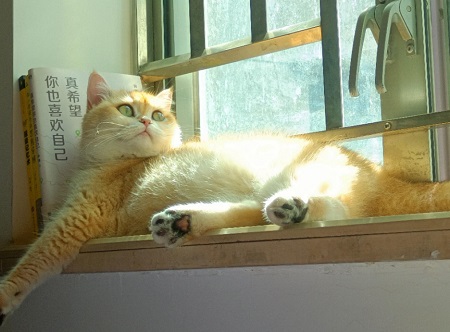 幼猫呕吐是什么原因引起？