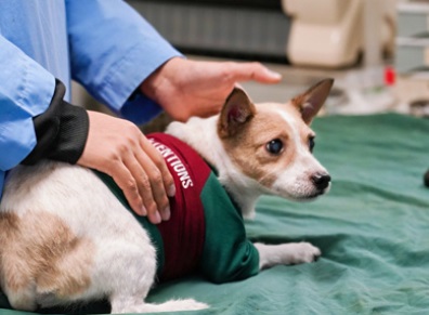 狗狗打疫苗多少钱？