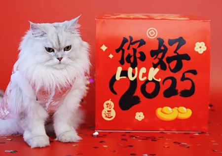 猫咪口炎怎么治疗？