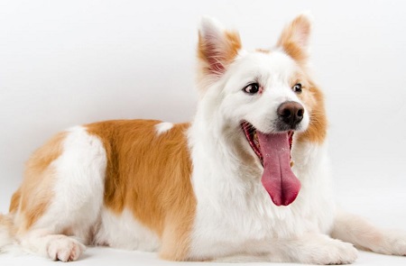 成年狗用不用每年打疫苗？