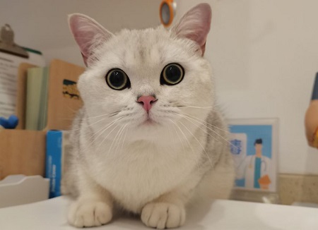 猫耳螨用什么药治疗？