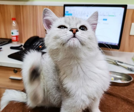 猫猫吐白色泡沫怎么回事？