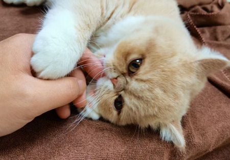 猫咪吐白色粘液怎么办？