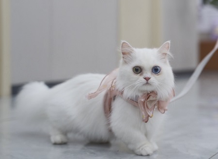 猫咪去宠物店驱虫要多少钱