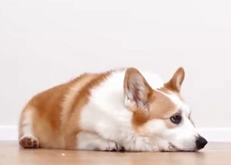 狗狗洗完澡多久可以体外驱