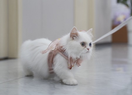 猫经常呕吐怎么回事？