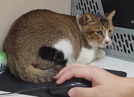 猫吐血水怎么回事吃什么药