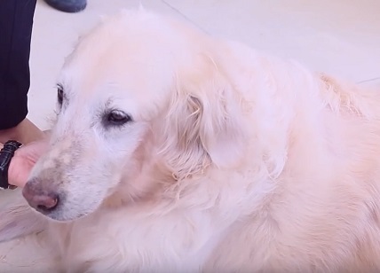 狗狗有耳螨用什么药？